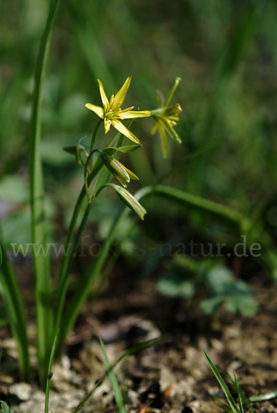 Wald-Gelbstern (Gagea lutea)