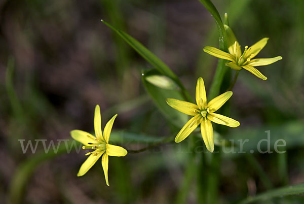 Wald-Gelbstern (Gagea lutea)