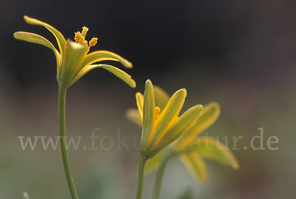 Wald-Gelbstern (Gagea lutea)