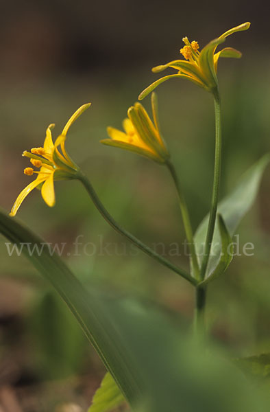 Wald-Gelbstern (Gagea lutea)