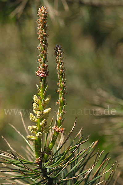 Wald-Kiefer (Pinus sylvestris)