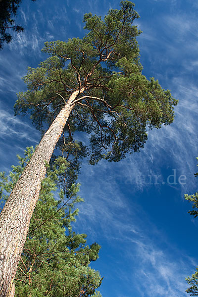 Wald-Kiefer (Pinus sylvestris)