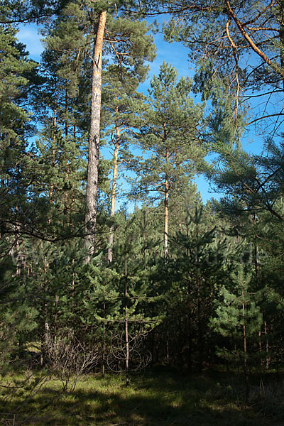 Wald-Kiefer (Pinus sylvestris)