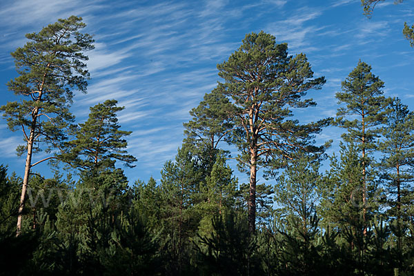 Wald-Kiefer (Pinus sylvestris)