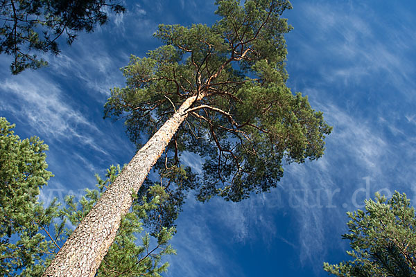 Wald-Kiefer (Pinus sylvestris)