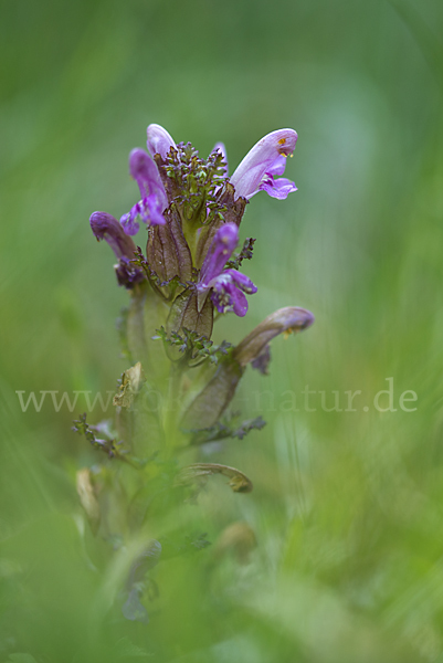 Wald-Läusekraut (Pedicularis sylvatica)