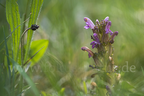 Wald-Läusekraut (Pedicularis sylvatica)