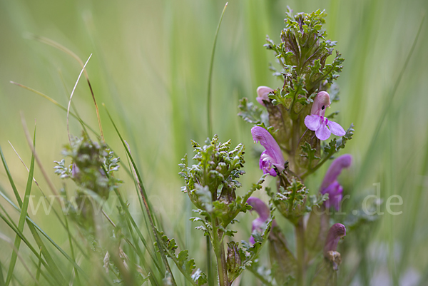 Wald-Läusekraut (Pedicularis sylvatica)