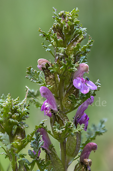 Wald-Läusekraut (Pedicularis sylvatica)