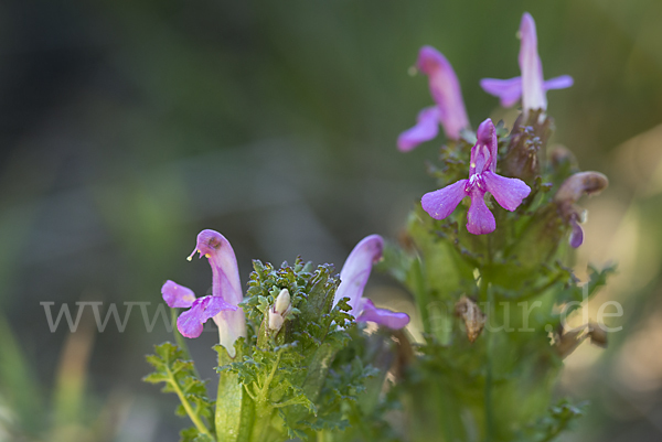 Wald-Läusekraut (Pedicularis sylvatica)