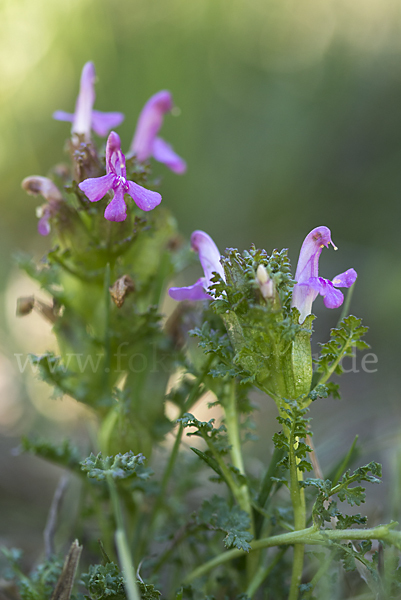 Wald-Läusekraut (Pedicularis sylvatica)