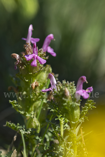 Wald-Läusekraut (Pedicularis sylvatica)