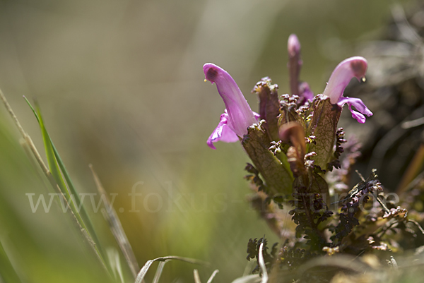 Wald-Läusekraut (Pedicularis sylvatica)