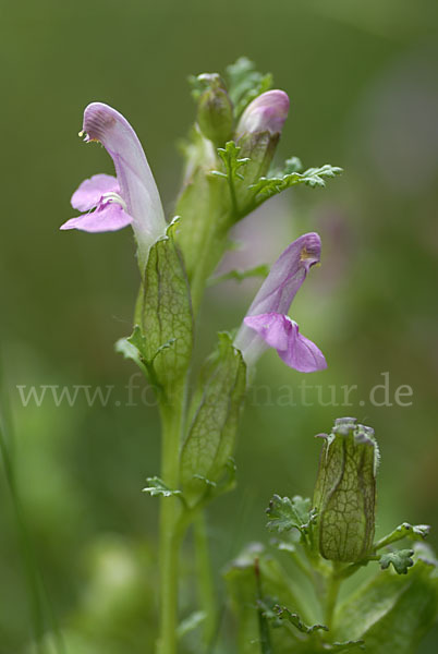 Wald-Läusekraut (Pedicularis sylvatica)