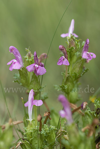 Wald-Läusekraut (Pedicularis sylvatica)