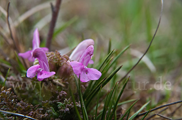 Wald-Läusekraut (Pedicularis sylvatica)