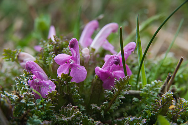 Wald-Läusekraut (Pedicularis sylvatica)