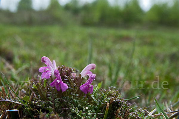 Wald-Läusekraut (Pedicularis sylvatica)