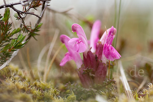 Wald-Läusekraut (Pedicularis sylvatica)