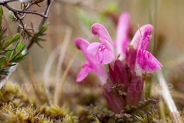 Wald-Läusekraut (Pedicularis sylvatica)