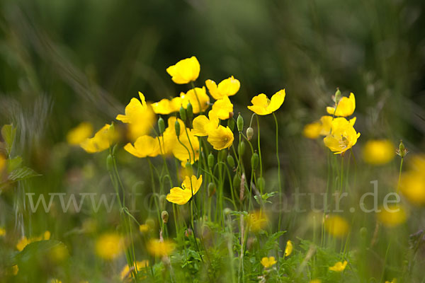 Wald-Mohn (Papaver cambricum)