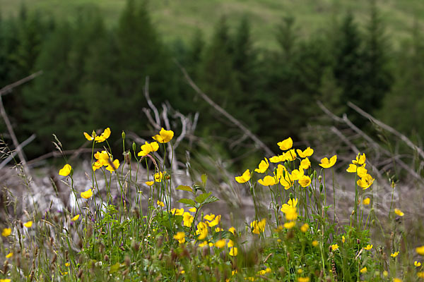 Wald-Mohn (Papaver cambricum)