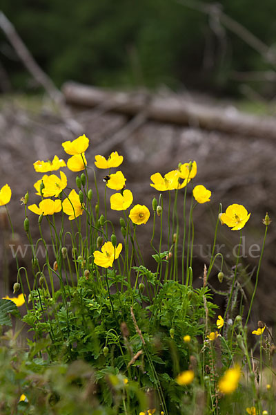 Wald-Mohn (Papaver cambricum)