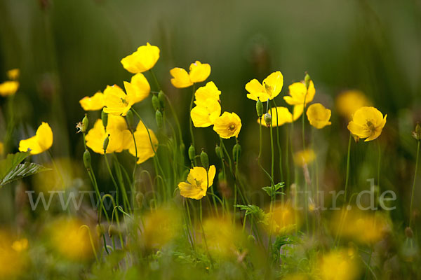 Wald-Mohn (Papaver cambricum)