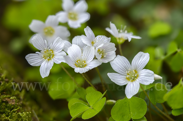 Wald-Sauerklee (Oxalis acetosella)