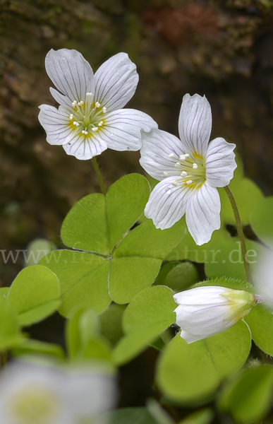 Wald-Sauerklee (Oxalis acetosella)