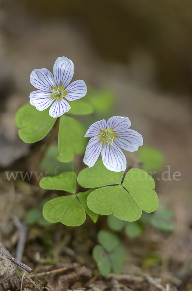 Wald-Sauerklee (Oxalis acetosella)