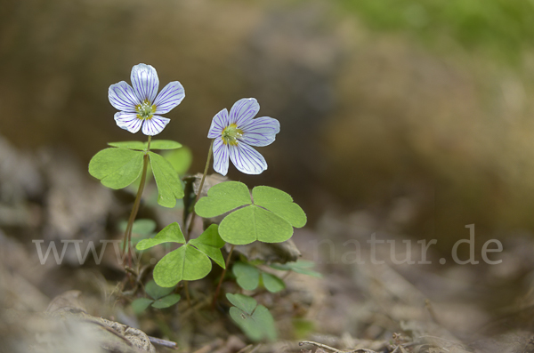 Wald-Sauerklee (Oxalis acetosella)