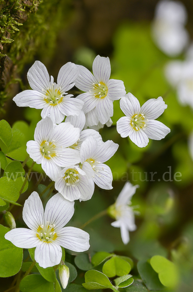 Wald-Sauerklee (Oxalis acetosella)