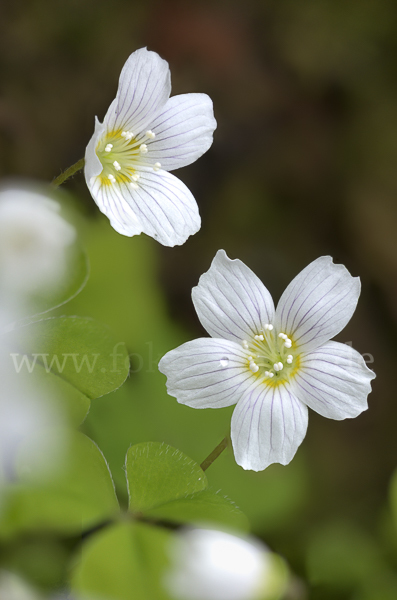 Wald-Sauerklee (Oxalis acetosella)