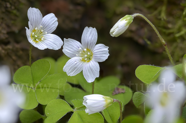 Wald-Sauerklee (Oxalis acetosella)