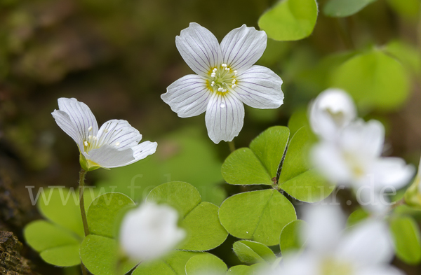 Wald-Sauerklee (Oxalis acetosella)