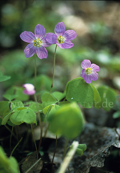 Wald-Sauerklee (Oxalis acetosella)