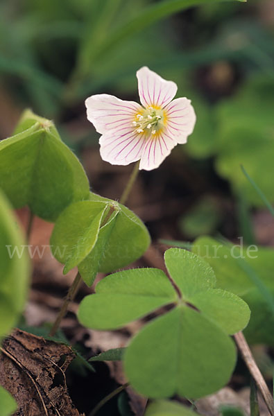 Wald-Sauerklee (Oxalis acetosella)