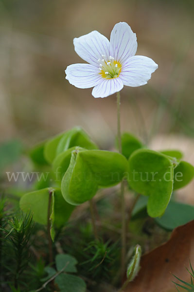 Wald-Sauerklee (Oxalis acetosella)