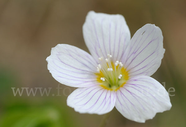 Wald-Sauerklee (Oxalis acetosella)