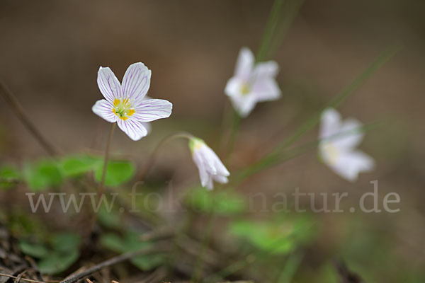 Wald-Sauerklee (Oxalis acetosella)