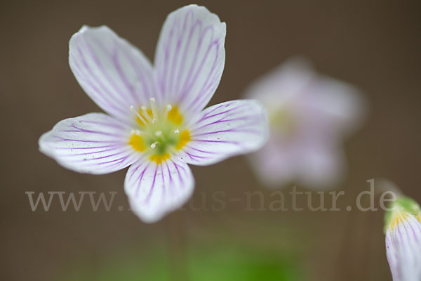 Wald-Sauerklee (Oxalis acetosella)