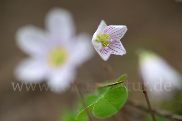 Wald-Sauerklee (Oxalis acetosella)