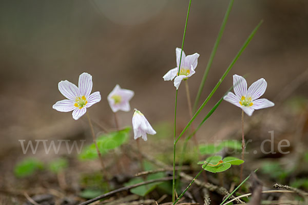 Wald-Sauerklee (Oxalis acetosella)