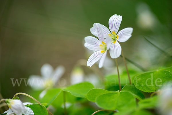 Wald-Sauerklee (Oxalis acetosella)