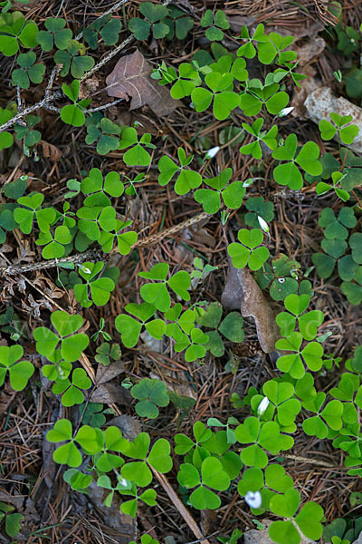 Wald-Sauerklee (Oxalis acetosella)