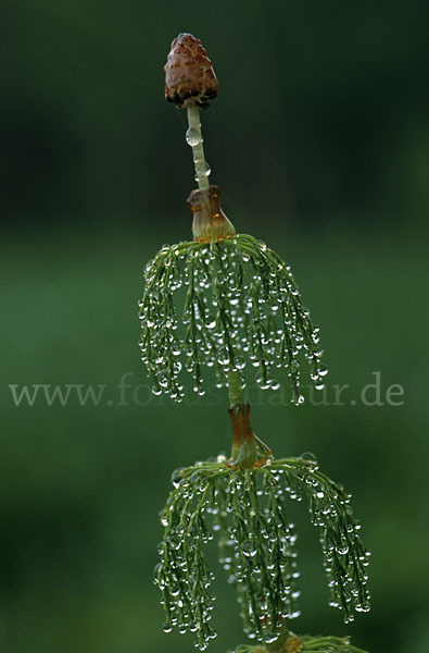 Wald-Schachtelhalm (Equisetum sylvaticum)