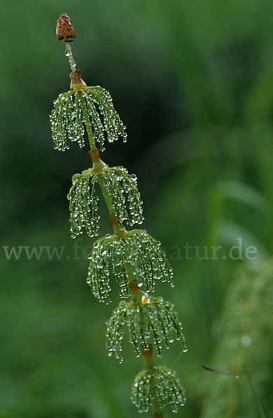 Wald-Schachtelhalm (Equisetum sylvaticum)