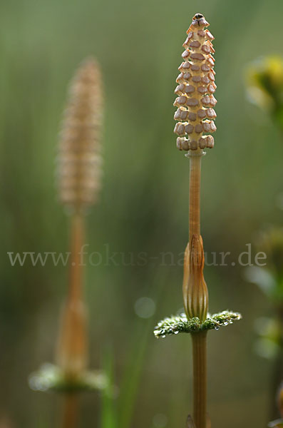 Wald-Schachtelhalm (Equisetum sylvaticum)