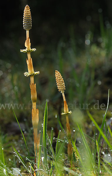 Wald-Schachtelhalm (Equisetum sylvaticum)